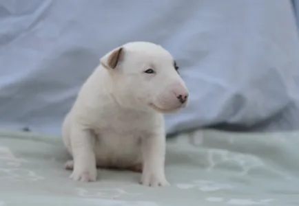 Miniature Bullterrier - Lotti
