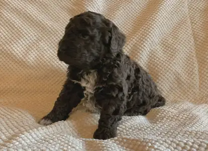 Lagotto Romagnolo - Friendly Lagotto Kora