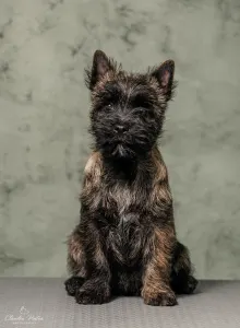 Cairn Terrier - Tiramisu