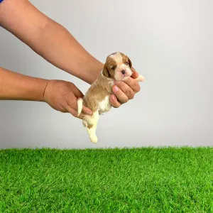 Cavalier King Charles Spaniel - Effi