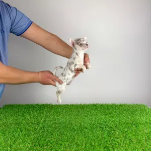 Chihuahua - Prosecco