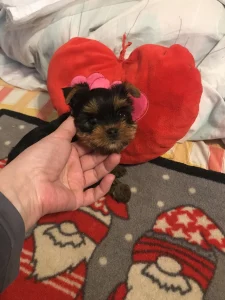Yorkshire Terrier - Larissa