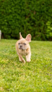 Französische Bulldogge - Diana