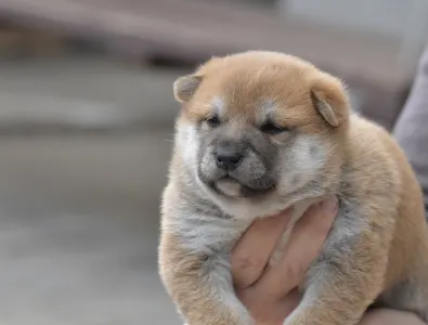 Shiba - Bravados F