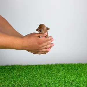 Caniche Toy - Carina