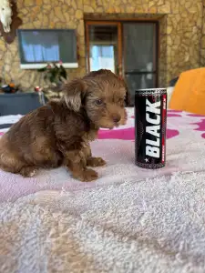 Maltipoo - Bella