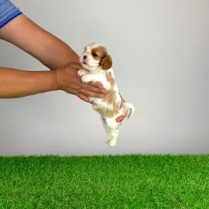 Cavalier King Charles Spaniel - Neele