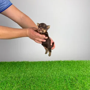 Yorkshire Terrier - Melac