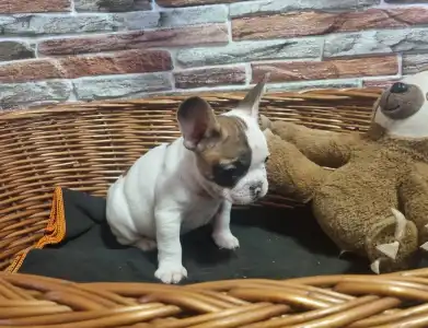 Французский бульдог - Issac