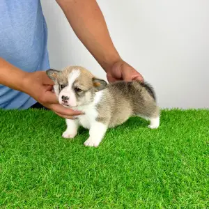 Welsh Corgi Pembroke - Dessy