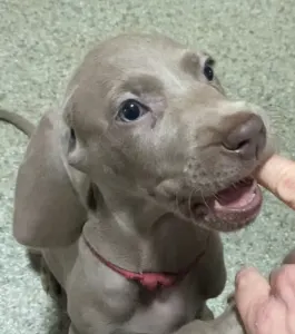 Weimaraner - Best Hunter World Fanni