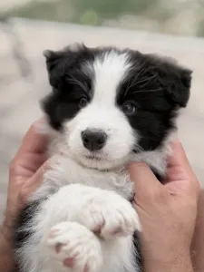 Border Collie - Fields Of Treasure Burning Horizon