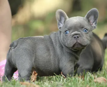 French Bulldog - Potter 