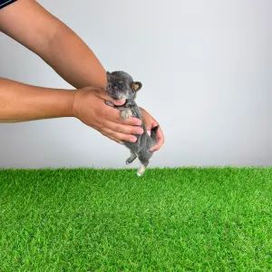 Chihuahua - Orina
