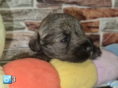Miniature Schnauzer - J Male3