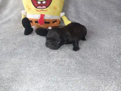 Francia bulldog - Miora Frenchie Russel