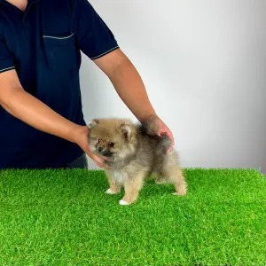 Pomeranian - Neely