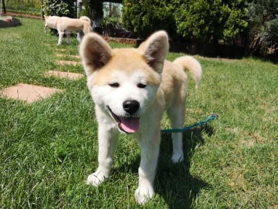 Akita Inu - Kenzo Yanagi No Tani