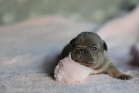 Französische Bulldogge - Rosie
