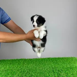 Australian Shepherd - Ventor