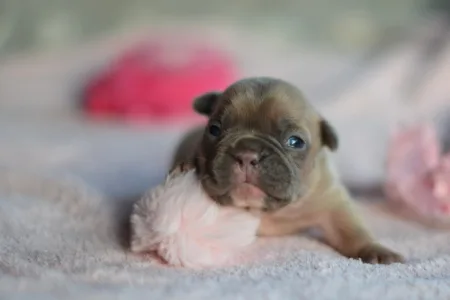 Französische Bulldogge - Nala