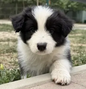 Border Collie - Fields Of Treasure Burning Horizon