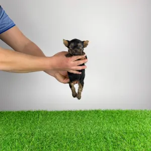 Yorkshire Terrier - Petty