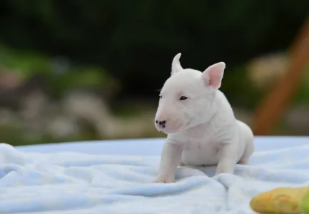 Bullterrier pitic - Gregory