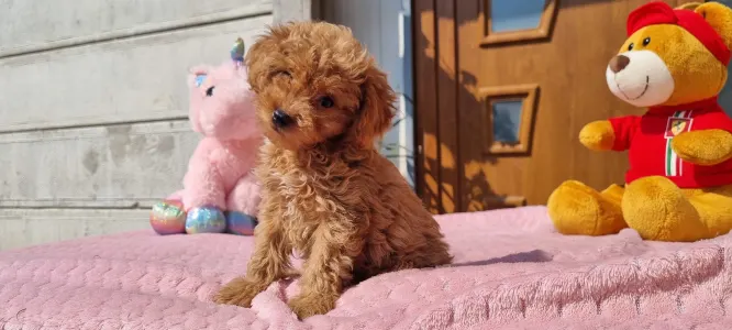 Caniche Toy - Cuki