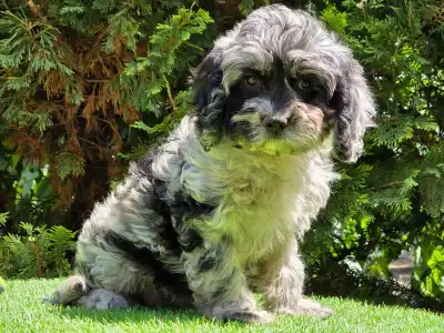 Cavapoo - Merida