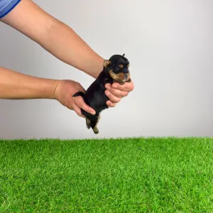 Yorkshire Terrier - Rosaria