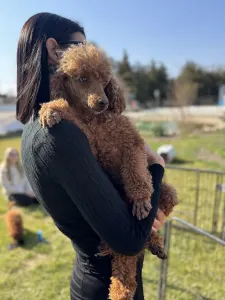 Poodle Miniature - Samu