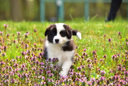 Border Collie - Gingers Heritage Lily Blossom