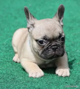 French Bulldog - Elvis