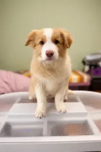 Border Collie - Firestorm Rising