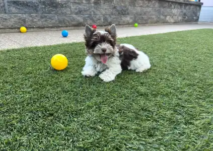 Biewer Terrier - Oreo 