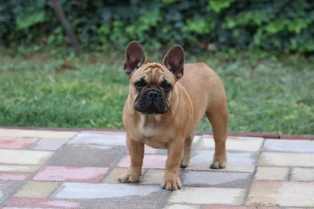 Französische Bulldogge - Uriel