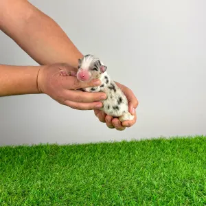 Berger australien - Clou