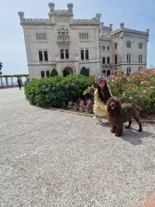 Portuguese Water Dog - Stella Maris 