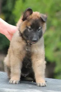 Belgischer Schäferhund - Xantos