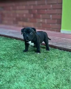 l'American Bully - Standard - Rowanberry