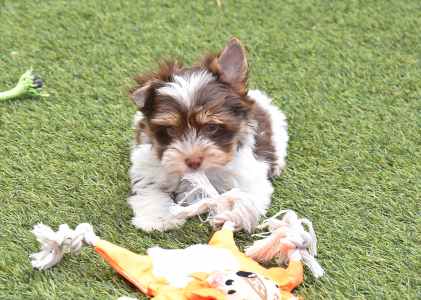 Biewer Terrier - Oreo 