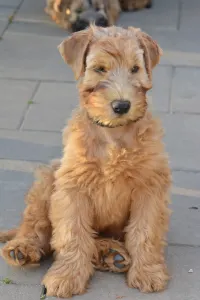 Irish soft coated wheaten teriér - Eden