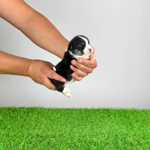 Welsh corgi pembroke - Enocy