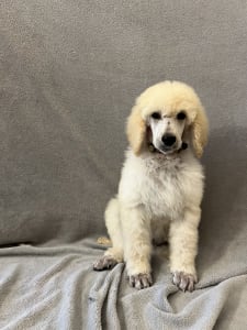 Poodle Standard - White Standard Puppy