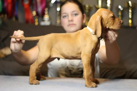 Wyżeł węgierski krótkowłosy - Pörgelóci Schelby