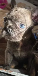 Französische Bulldogge - Blue
