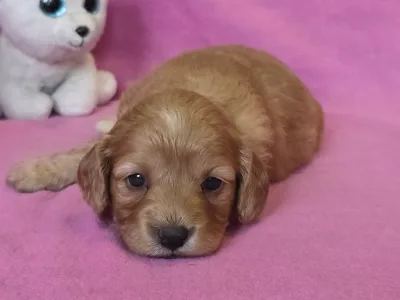 Cavapoo - Fiona