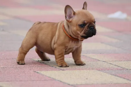 Französische Bulldogge - Ufo