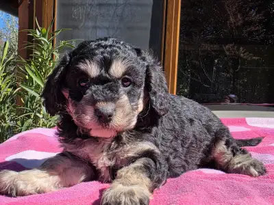 Cavapoo - Maya